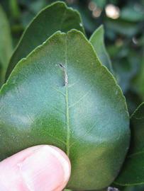              Margin (Winter Haven, FL)       