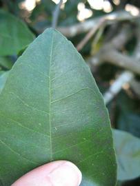              Margin (Winter Haven, FL)       