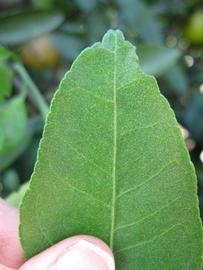              Margin (Winter Haven, FL)       