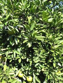            Sun leaves (Winter Haven, FL)   