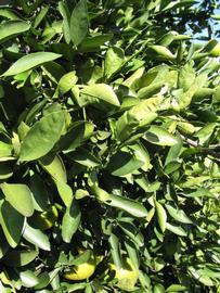            Sun leaves (Winter Haven, FL)   