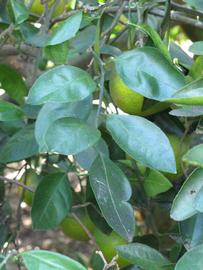           Shade leaves (Winter Haven, FL)   