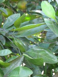            Shade leaves (Winter Haven, FL)   