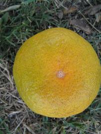              Fruit (Winter Haven, FL)       