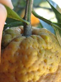              Fruit (Winter Haven, FL)       