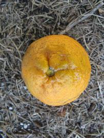              Fruit (Winter Haven, FL)       