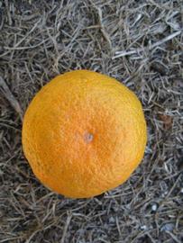              Fruit (Winter Haven, FL)       