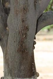            Bark (Riverside, CA)   