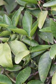              Sun leaves (Riverside, CA)       