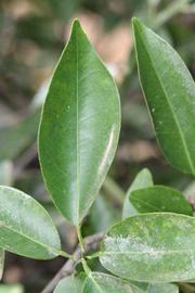              Unifoliolate leaf (Riverside, CA)       