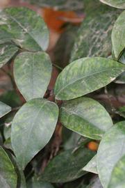              Shade leaves (Riverside, CA)       