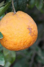             Fruit of  Citrus nobilis        (King, Riverside, CA)       