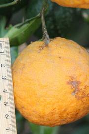            Fruit (Riverside, CA)   