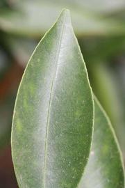              Margin (Riverside, CA)       