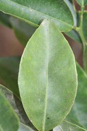              Unifoliolate leaf (Riverside, CA)       