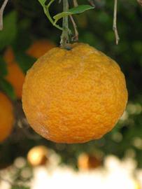            Fruit (Riverside, CA)   