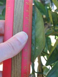              Unifoliolate leaf (Winter Haven, FL)       