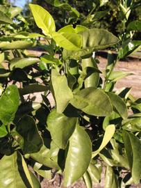            Sun leaves (Winter Haven, FL)   