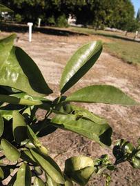            Sun leaves (Winter Haven, FL)   