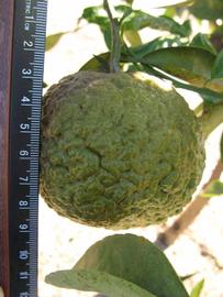              Immature fruit (Winter Haven, FL)       