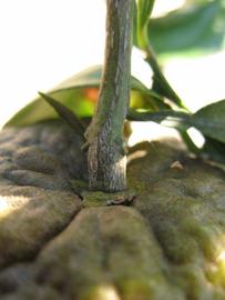              Immature fruit (Winter Haven, FL)       