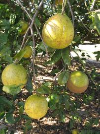              Fruit (Winter Haven, FL)       