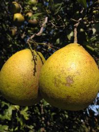              Fruit (Winter Haven, FL)       