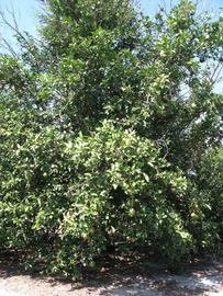            Habit (Winter Haven, FL)   