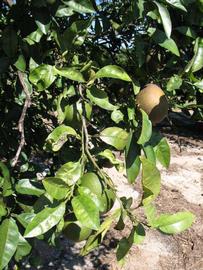             Sun leaves (Winter Haven, FL)       