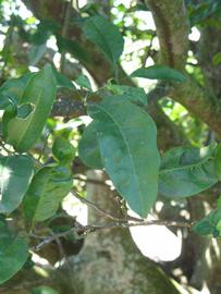              Shade leaves (Winter Haven, FL)       