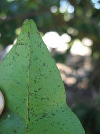              Margin (Winter Haven, FL)       