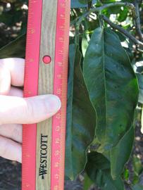              Unifoliolate leaf (Winter Haven, FL)       