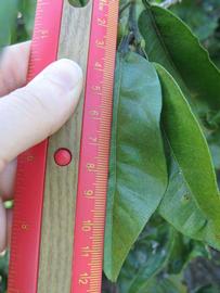              Unifoliolate leaf (Winter Haven, FL)       