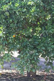            Habit (Riverside, CA)   