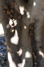            Bark (Riverside, CA)   