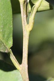              First year twig (Riverside, CA)       