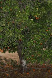            Habit (Riverside, CA)   