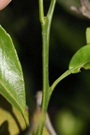            First year twig (Riverside, CA)   