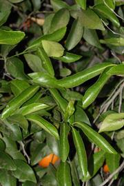              Shade leaves (Riverside, CA)       