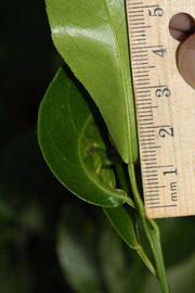            Unifoliolate leaf (Riverside, CA)   