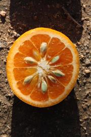              Fruit cross-section (Riverside, CA)       