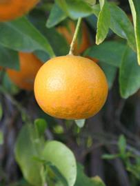            Fruit (Riverside, CA)   