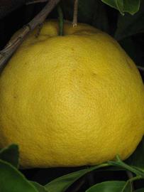            Fruit (Riverside, CA)   