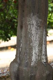              Bark (Kinokuni, Riverside, CA)       