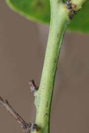              First year twig (Kinokuni, Riverside, CA)       