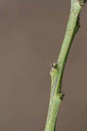              First year twig (Kinokuni, Riverside, CA)       