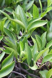              Sun leaves (Kinokuni, Riverside, CA)       