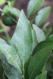              Unifoliolate leaf (Kinokuni, Riverside, CA)       