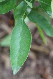             Unifoliolate leaf (Kinokuni, Riverside, CA)       