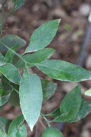              Shade leaves (Kinokuni, Riverside, CA)       